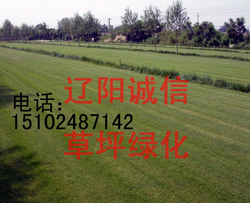供應(yīng)別墅草坪綠化沈陽綠化草坪鞍山本溪綠化草坪
