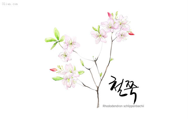杜鵑花607