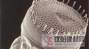 關(guān)于硅藻土，你了解多少？