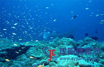 克洛斯威藍，源于海洋的健康生命本色